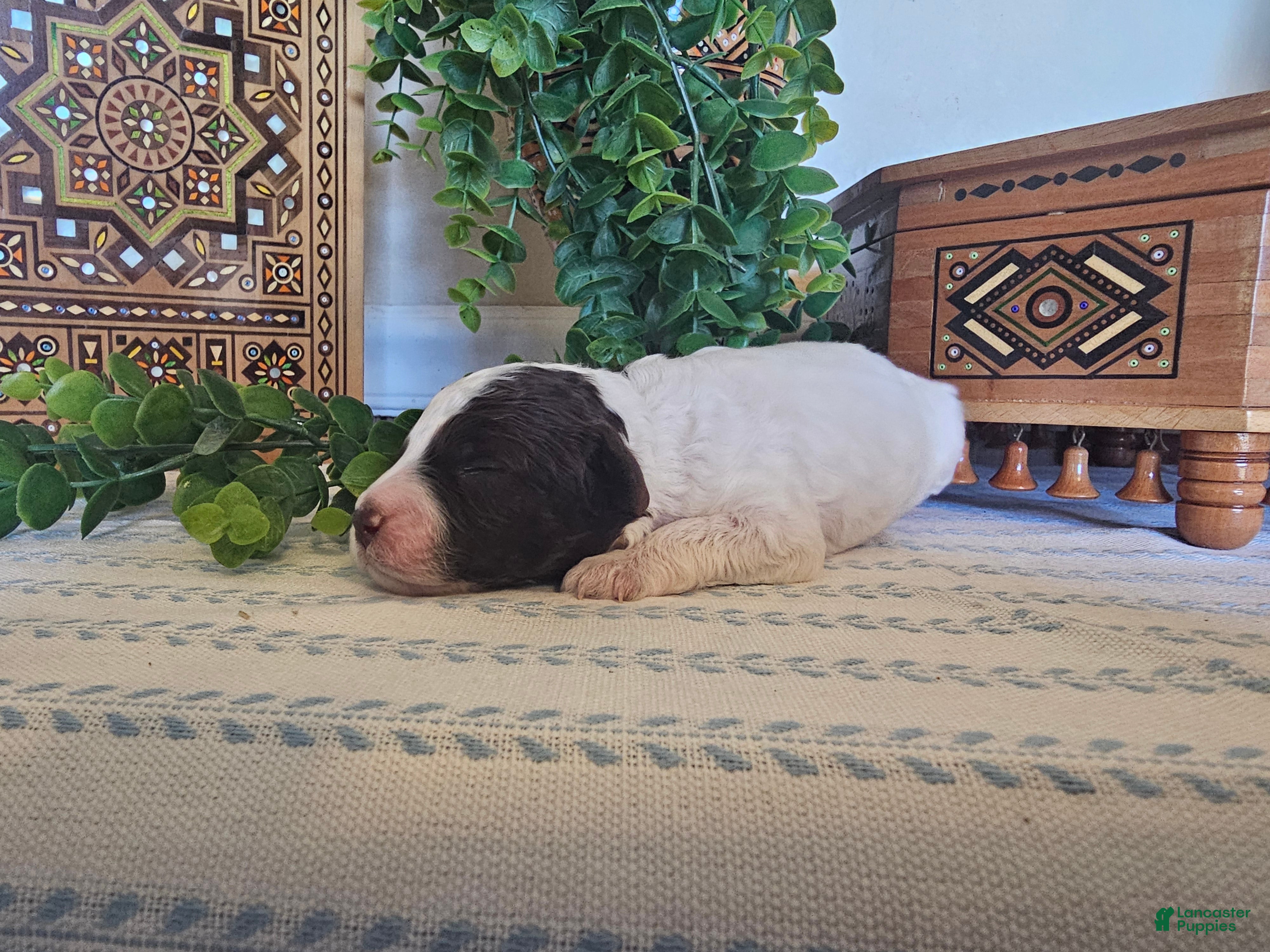 Mini Goldendoodle dogs Snoopy - Ad 2