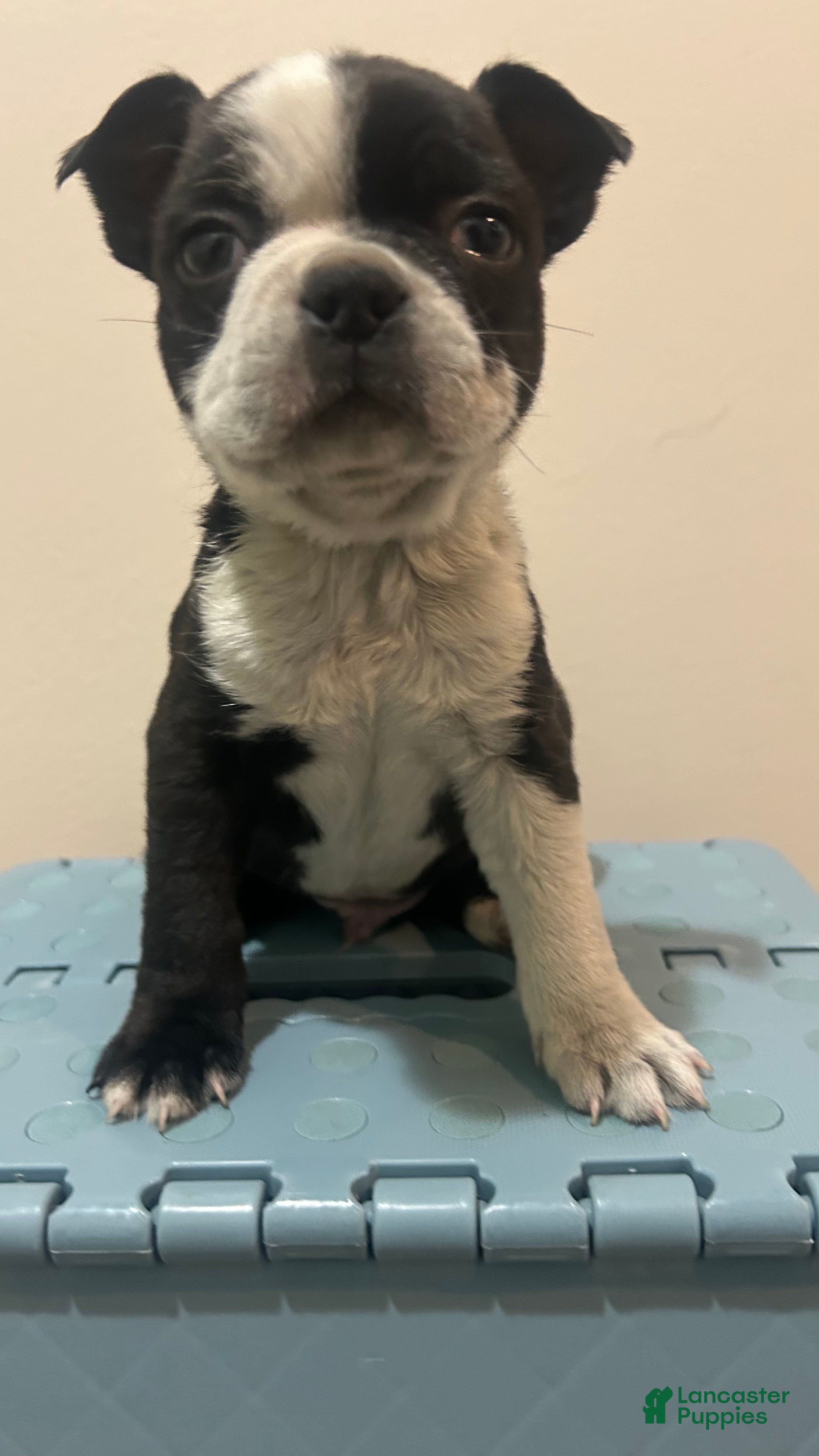 Boston Terrier dogs Ricky - Ad 11
