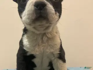Boston Terrier dogs Ricky - Ad 11