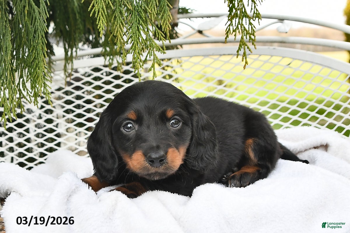 Miniature Dachshund dogs Parker - Ad 2