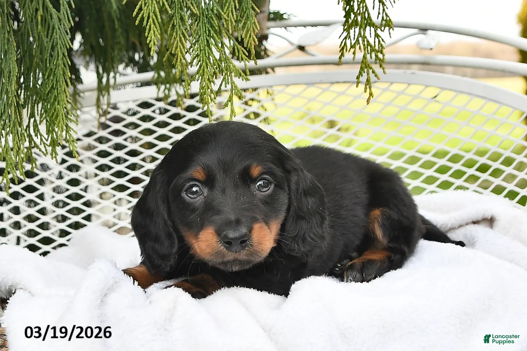 Miniature Dachshund dogs for sale: Parker - Ad 2
