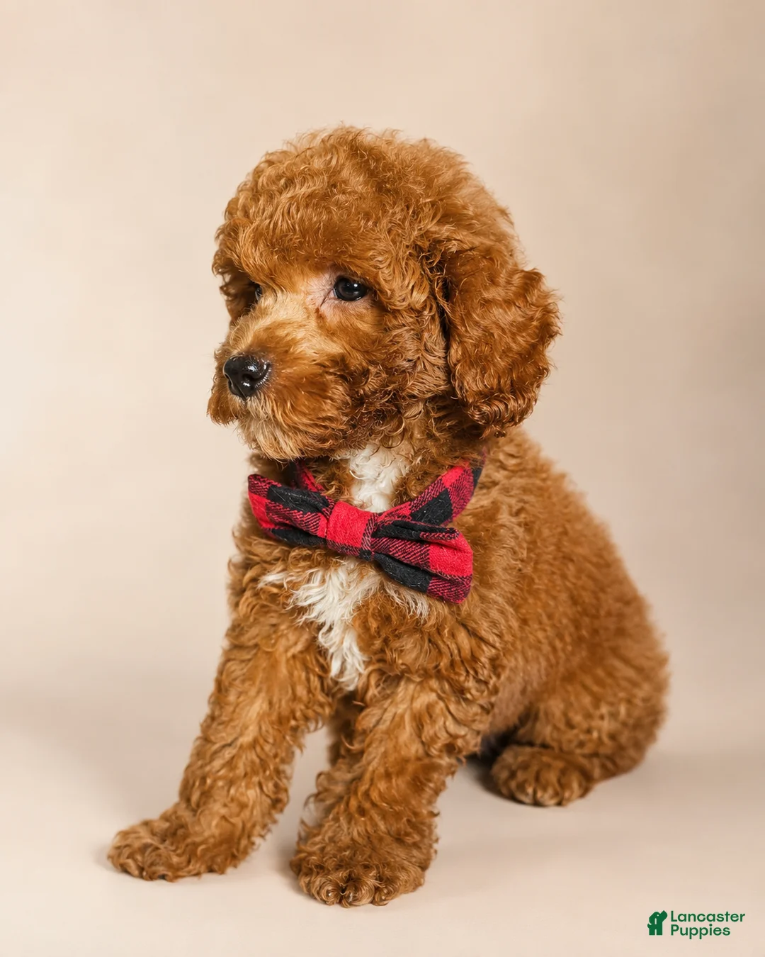 Mini Goldendoodle dogs for sale: S'More - Deep Red S’more – Petite Mini Goldendoodle – Gorgeous Coloring - Ad 2