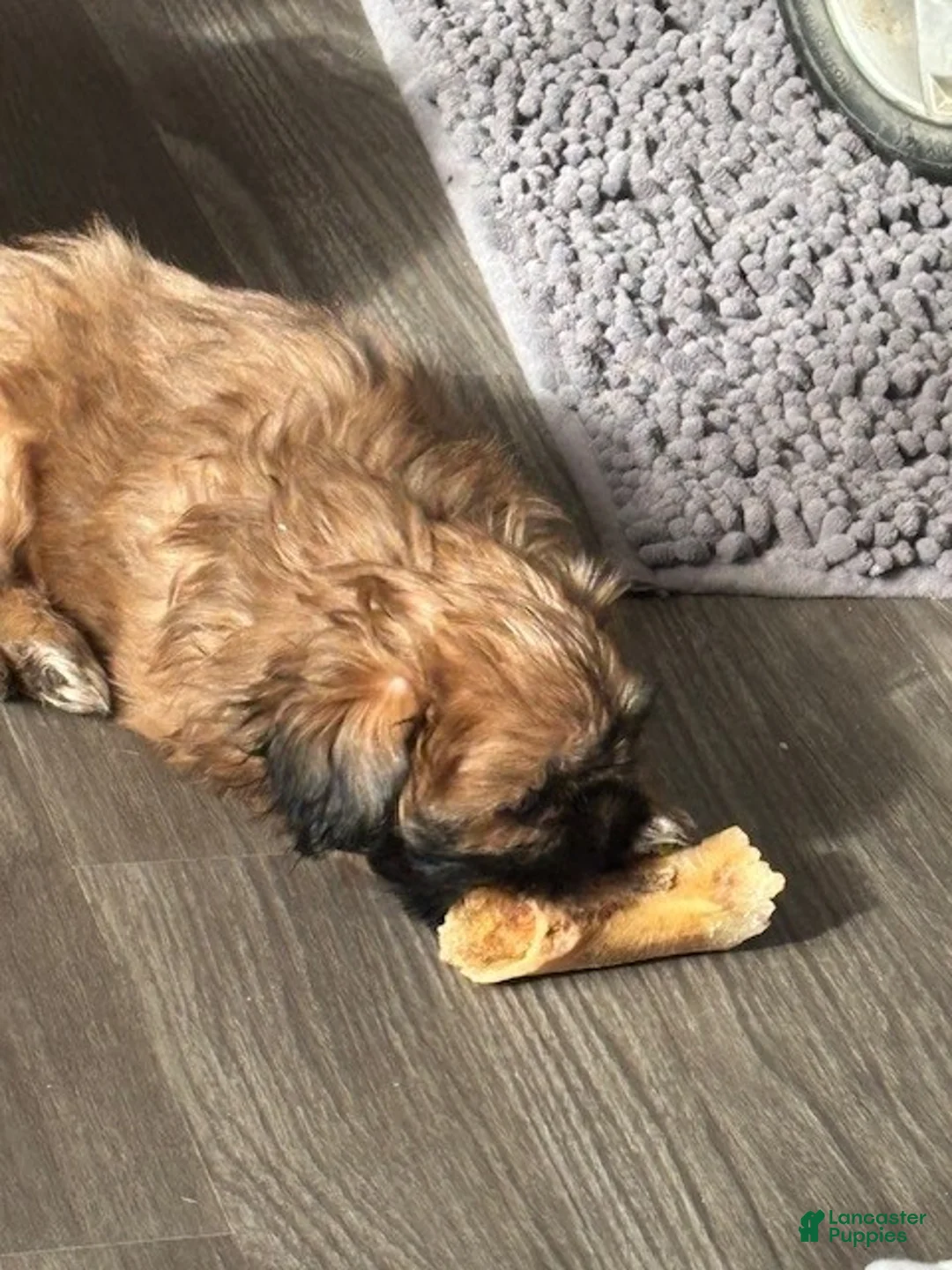 Shih Tzu dogs for sale: Shih Tzu Puppy - Wicket - Ad 2