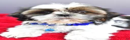 Shih Tzu dogs for sale: Sage - Ad 6