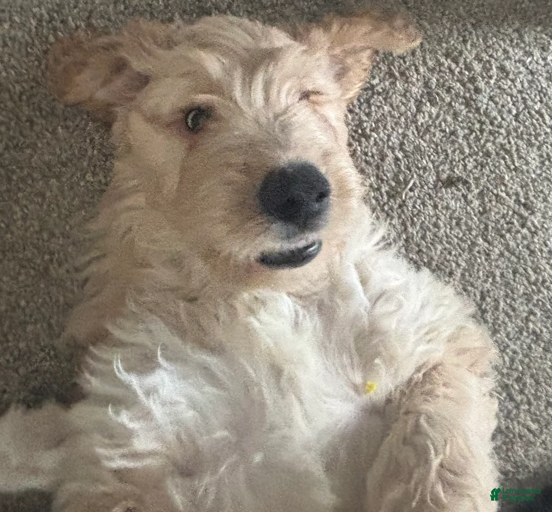 Mixed Breed dogs for sale: PJ - Ad 2