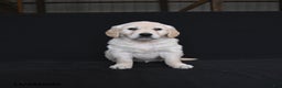 Golden Retriever dogs for sale: Reegan  - Ad 1