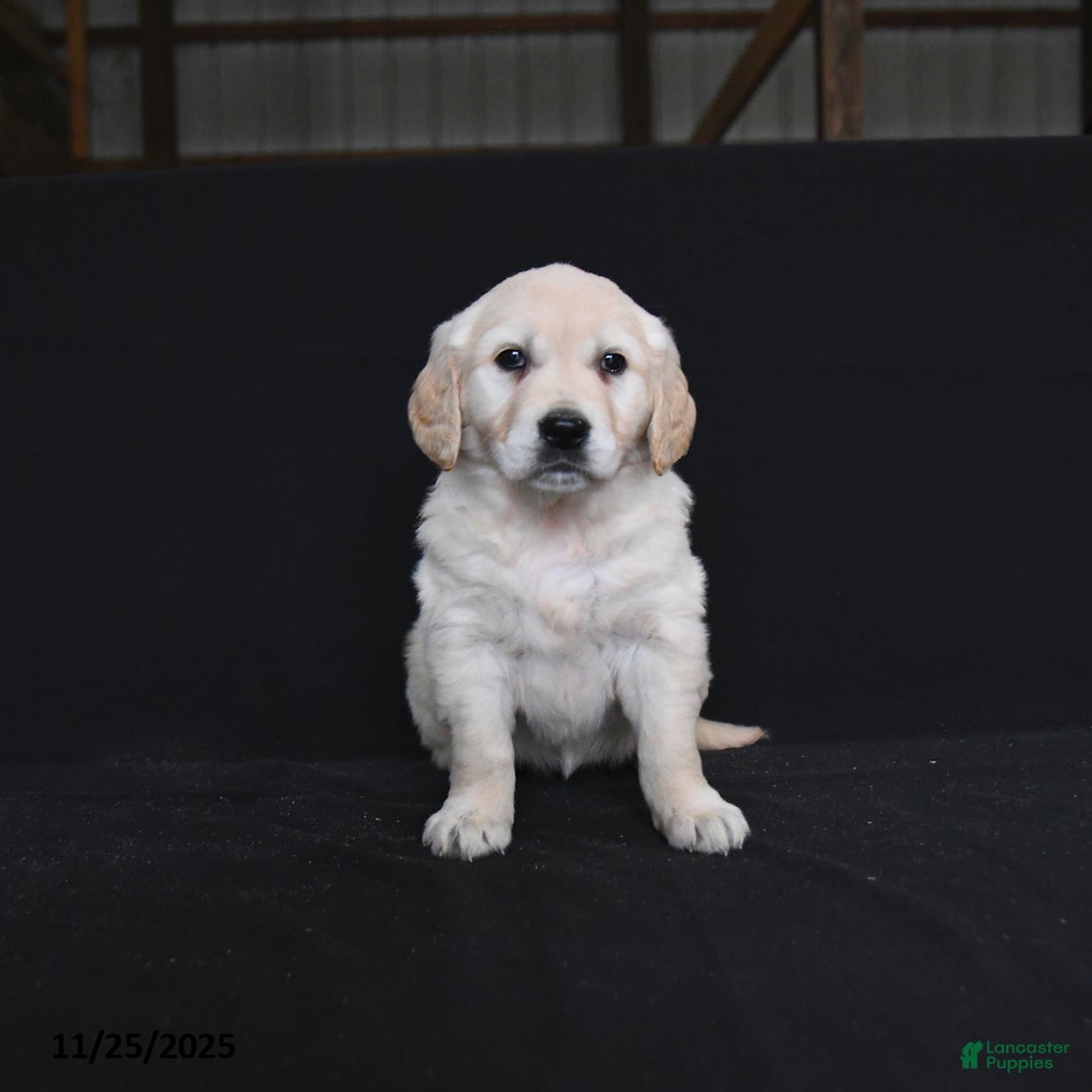 Golden Retriever dogs for sale: Reegan  - Ad 1