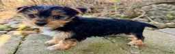 Yorkshire Terrier dogs for sale: Jasmin - Ad 3