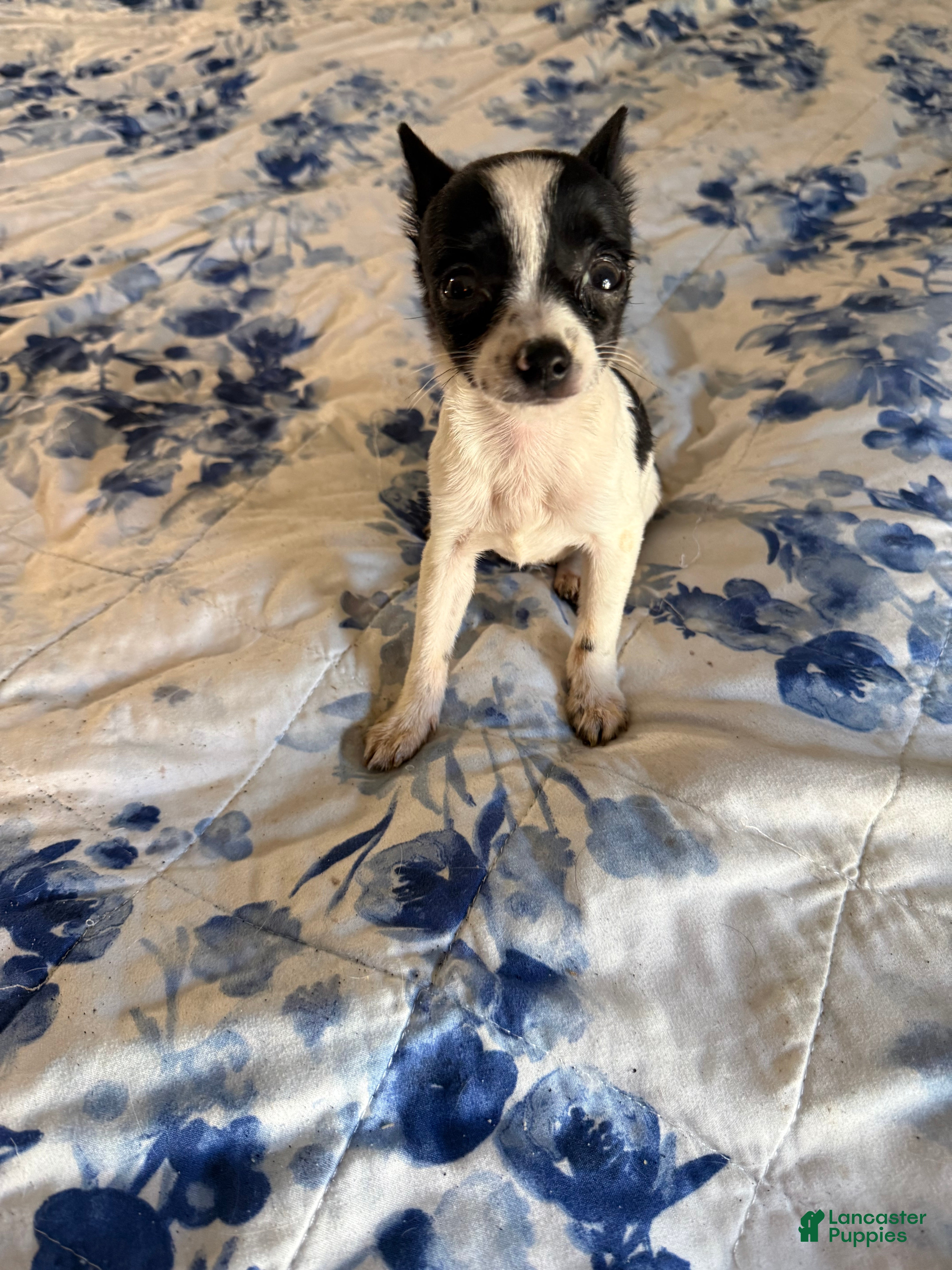 Chihuahua dogs Super Tiny Oreo  - Ad 2