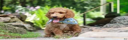 Standard Poodle dogs for sale: Leo - Ad 8