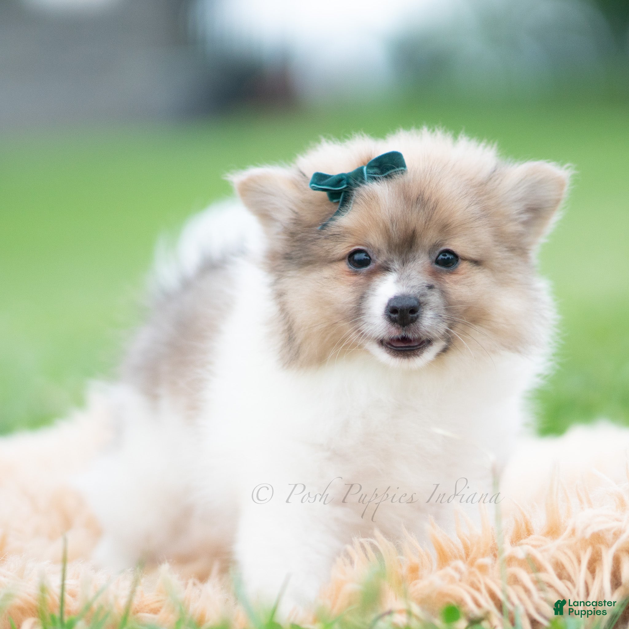 Pomeranian dogs Conrad - Ad 18
