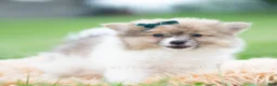 Pomeranian dogs for sale: Conrad - Ad 1