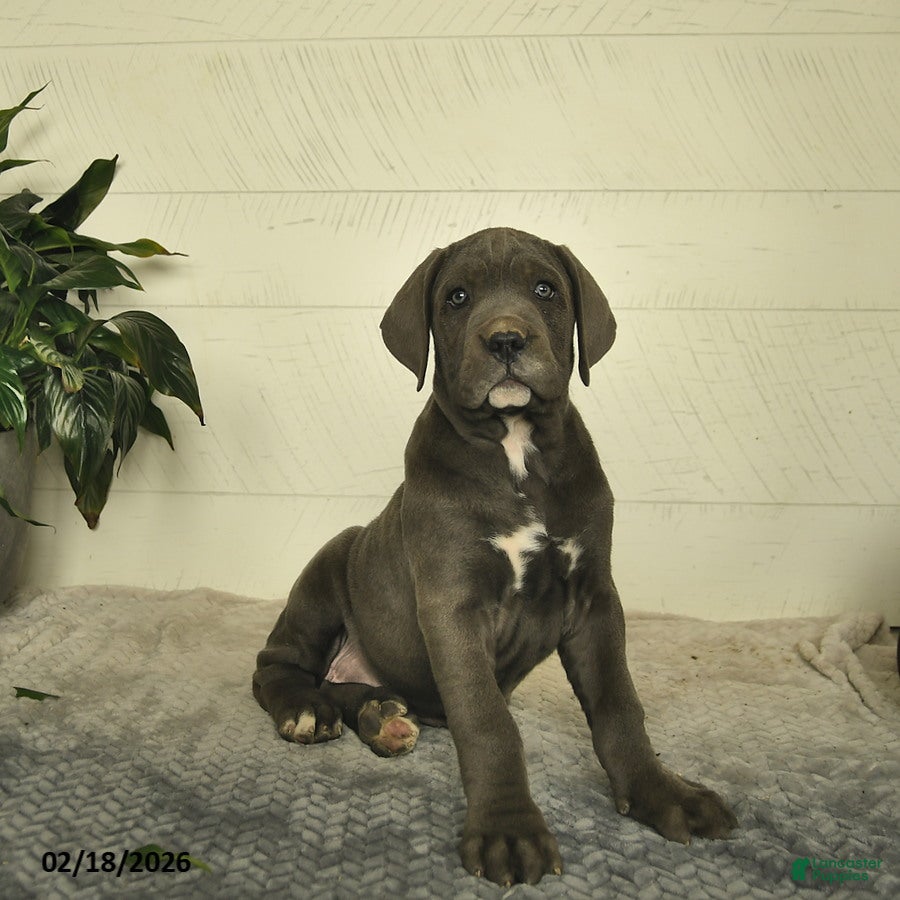 Cane Corso dogs Honey - Ad 1