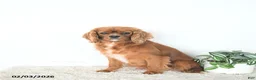 Cavalier King Charles Spaniel dogs for sale: Rory - Ad 3