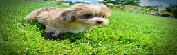 Havapoo dogs for sale: Eartha - Ad 11