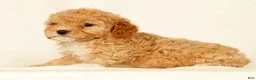 Cavapoo dogs for sale: Honey - Ad 9