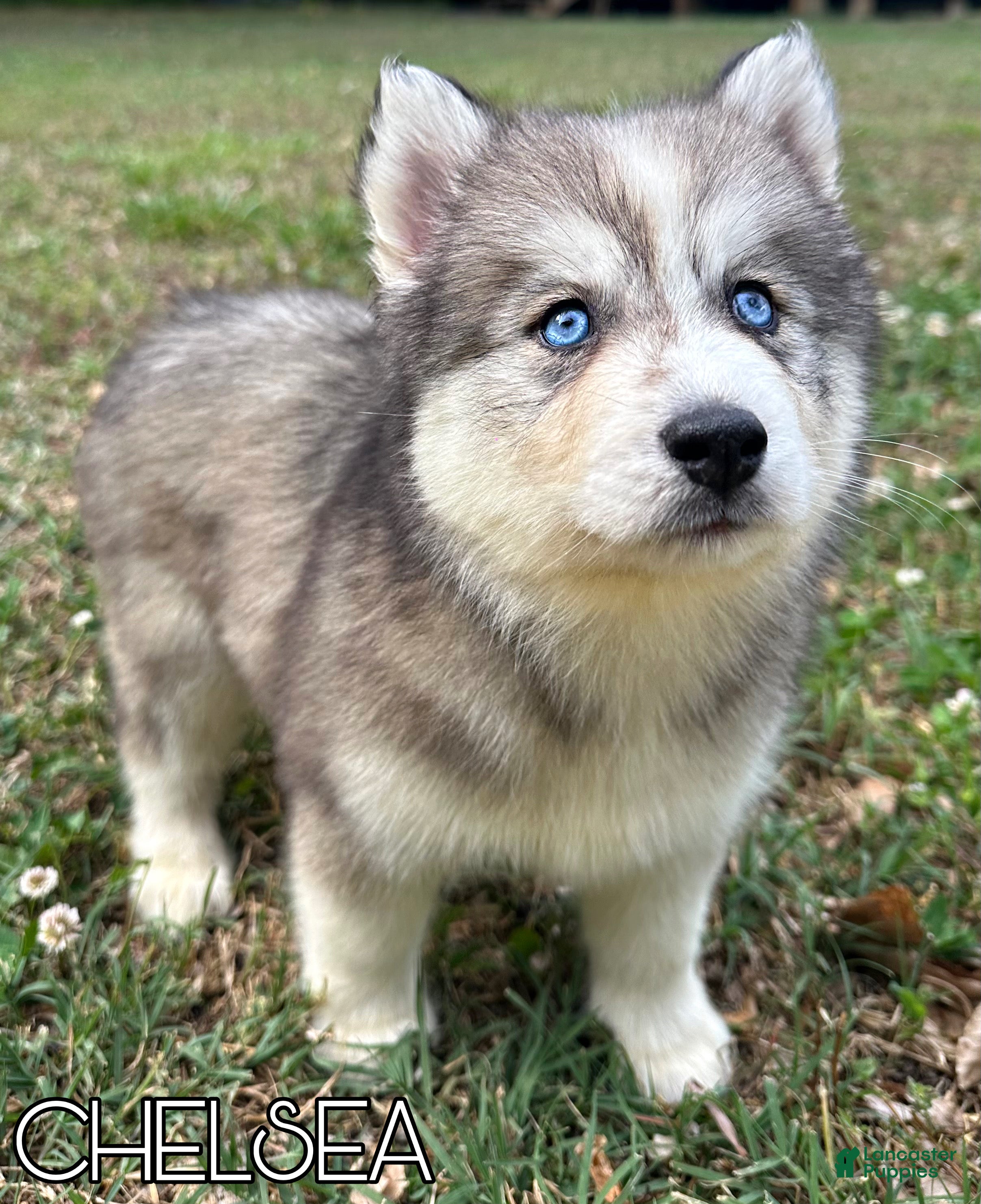 Siberian Husky dogs Chelsea - Ad 10