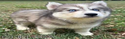 Siberian Husky dogs for sale: Chelsea - Ad 1