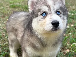 Siberian Husky dogs Chelsea - Ad 31