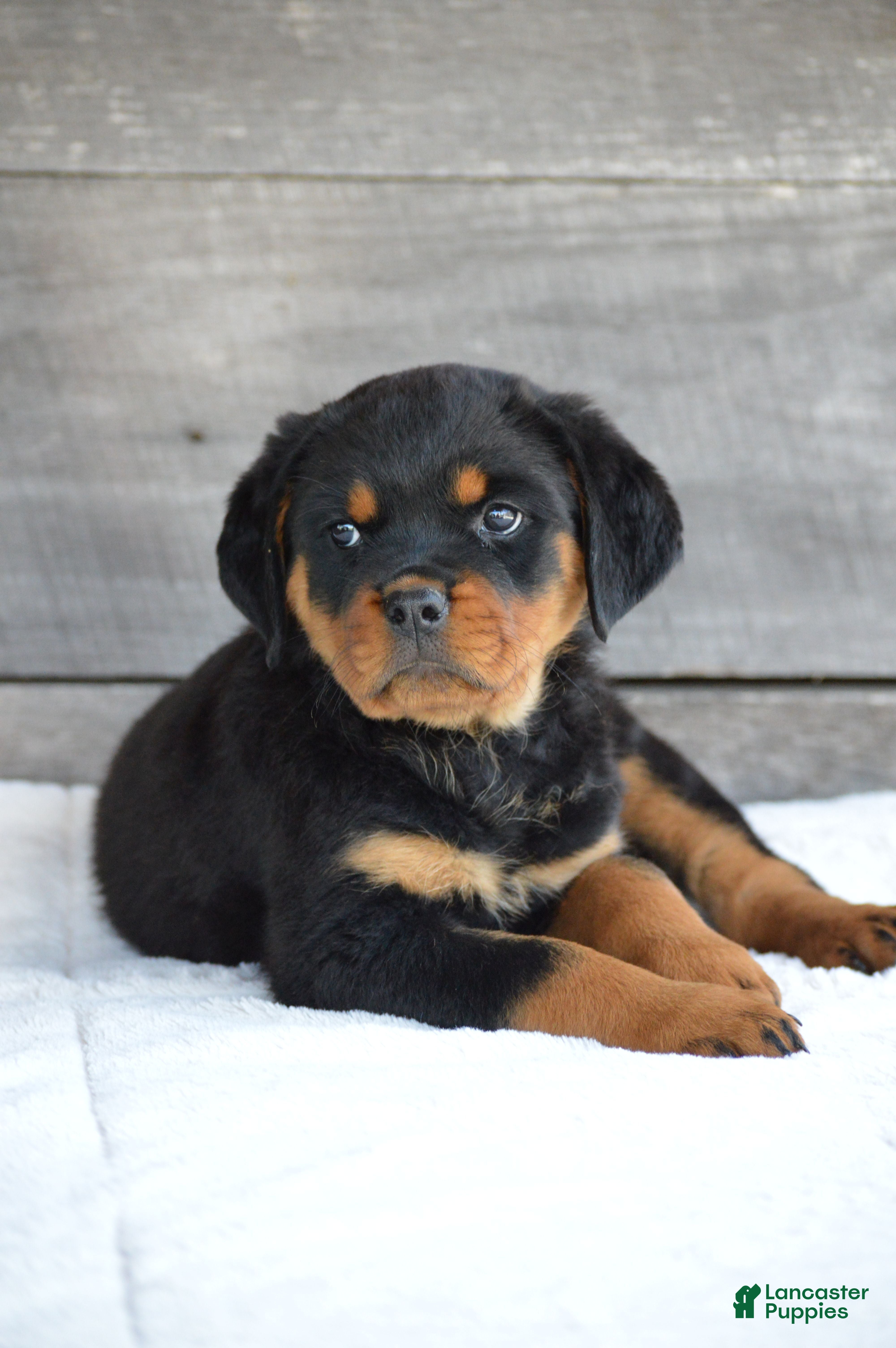Rottweiler dogs Paige - Ad 2
