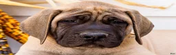 English Mastiff dogs for sale: Miles - Ad 2