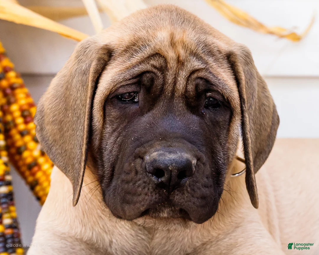 English Mastiff dogs for sale: Miles - Ad 2