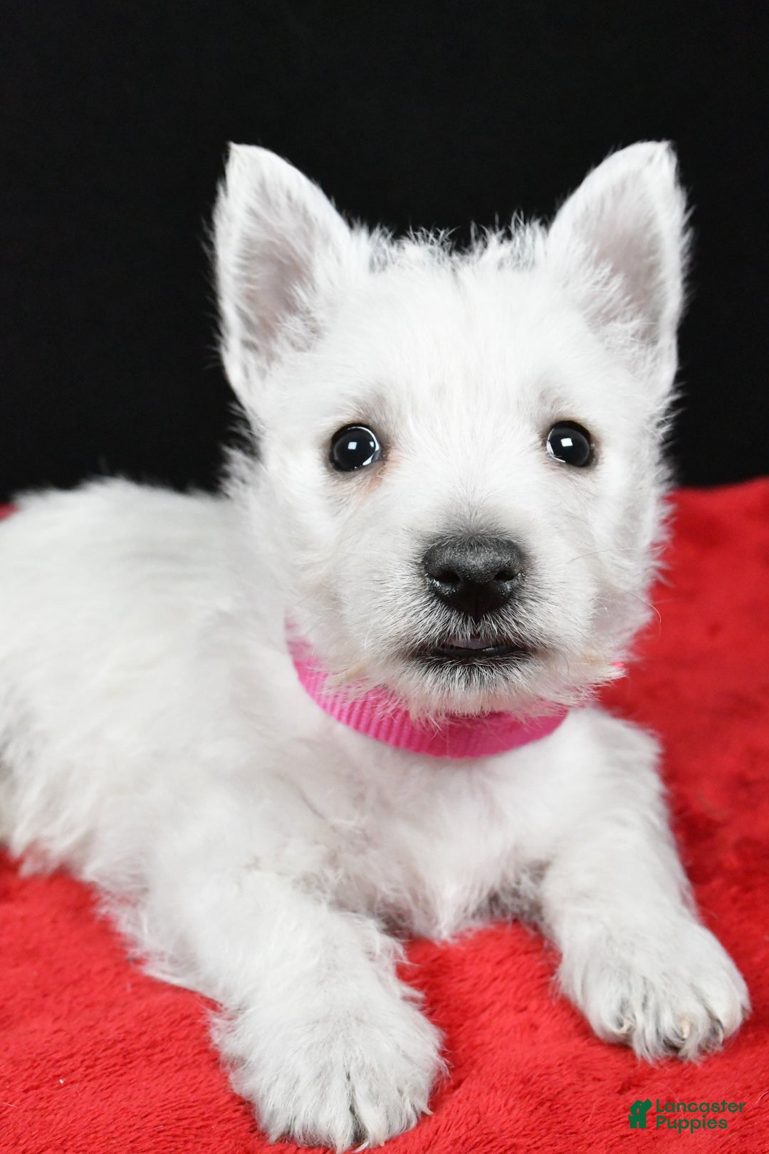 West Highland Terrier dogs for sale: Ellie - Ad 5