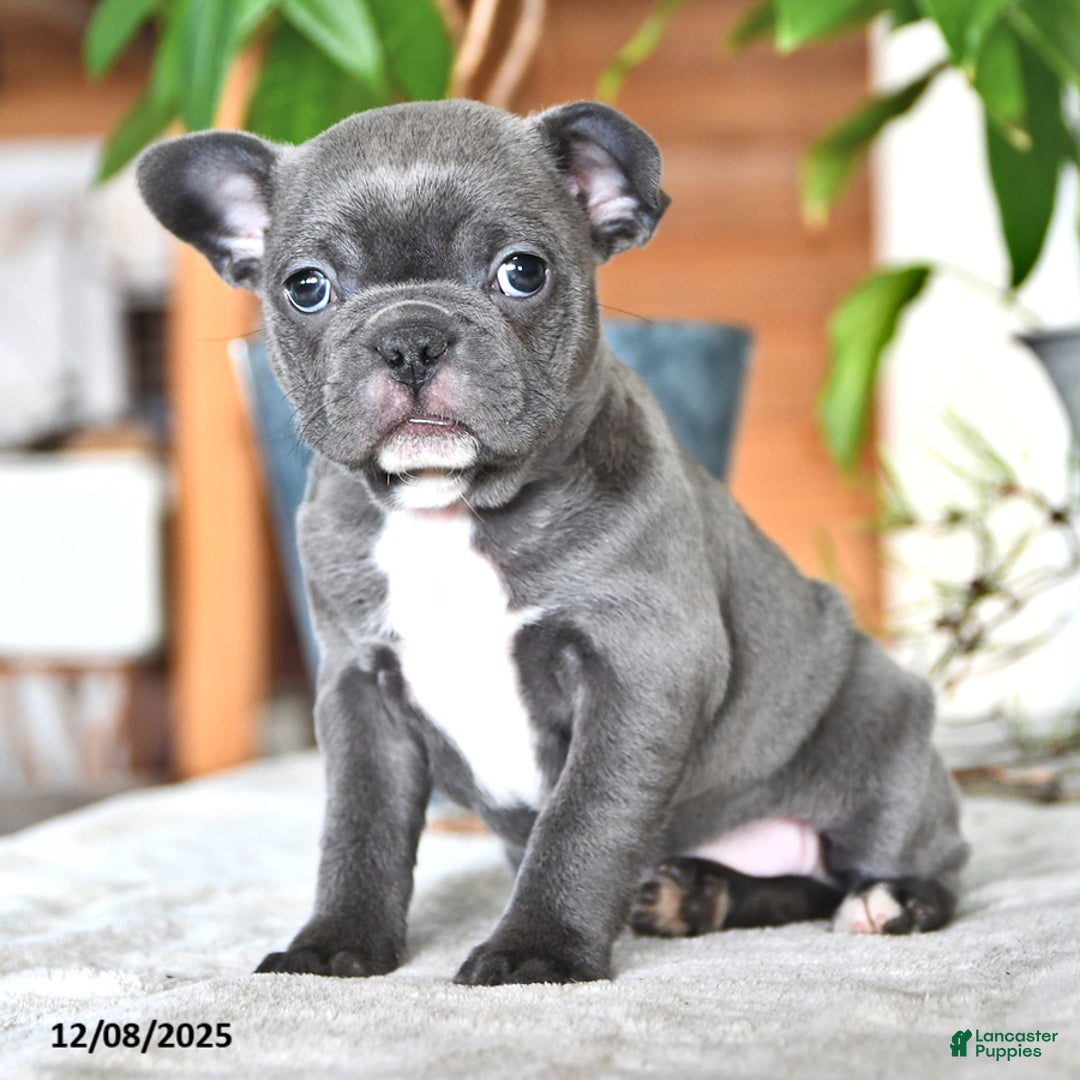 Frenchton dogs for sale: Elsie - Ad 2