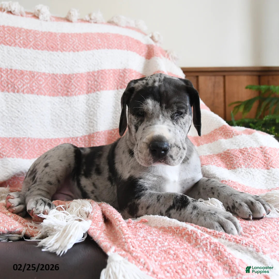 Great Dane dogs for sale: Apollo - Ad 2