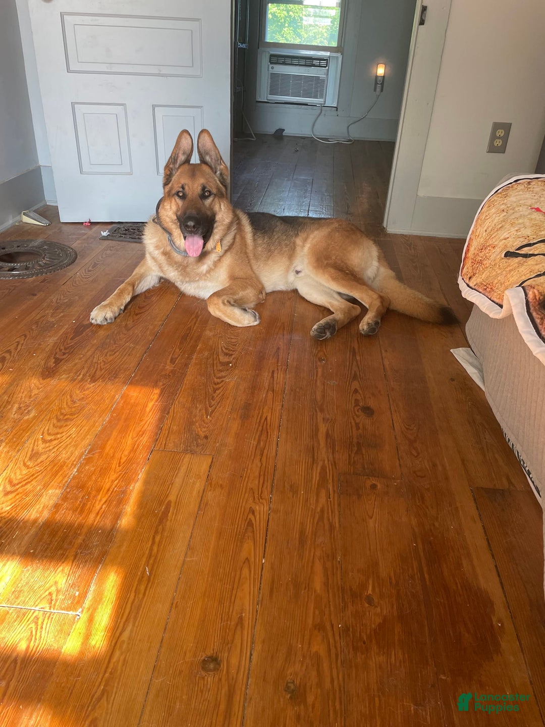 German Shepherd dogs for stud: Riley - Ad 2