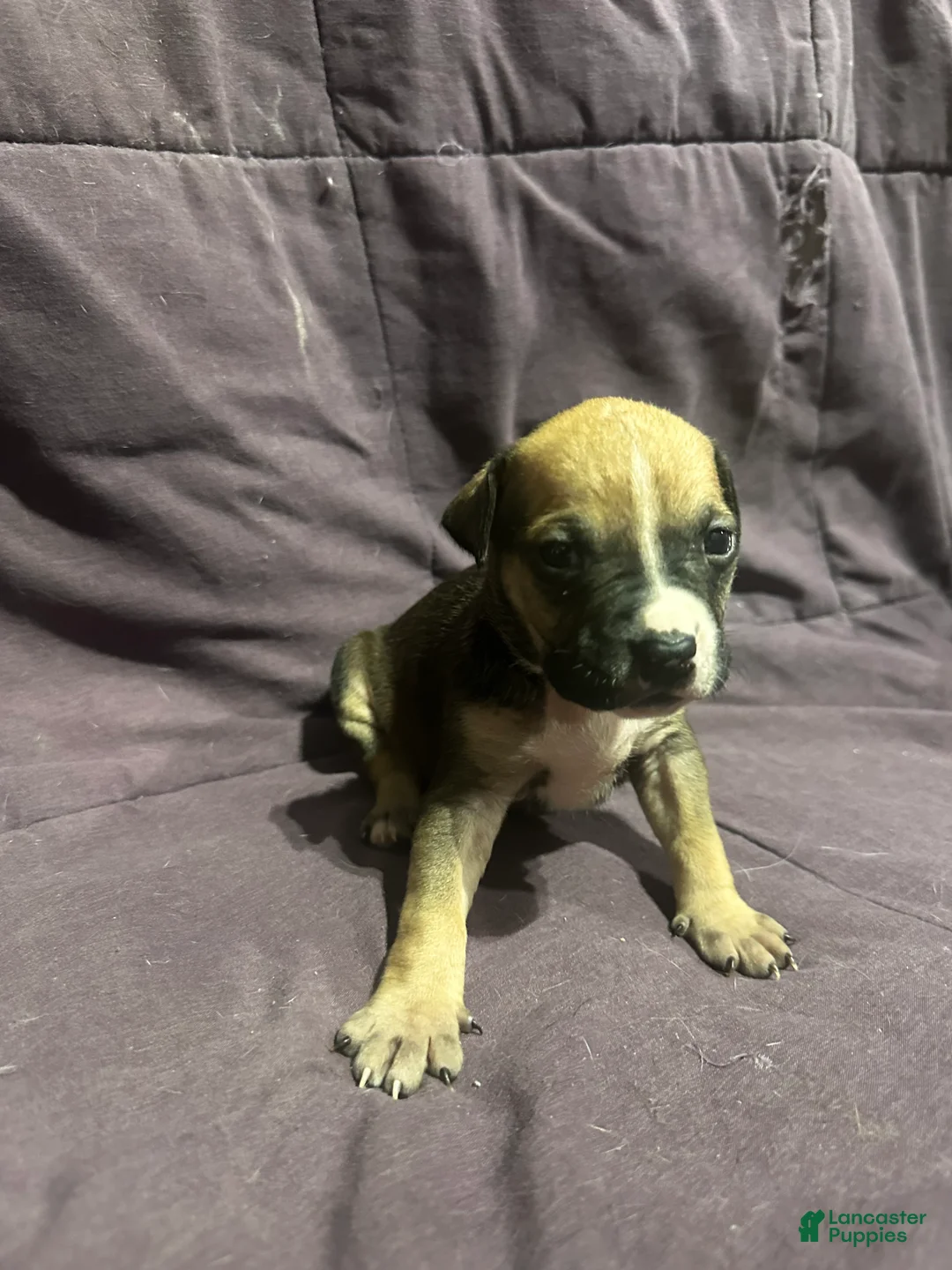 Mixed Breed dogs for sale: Mixed Pit Red - Ad 2