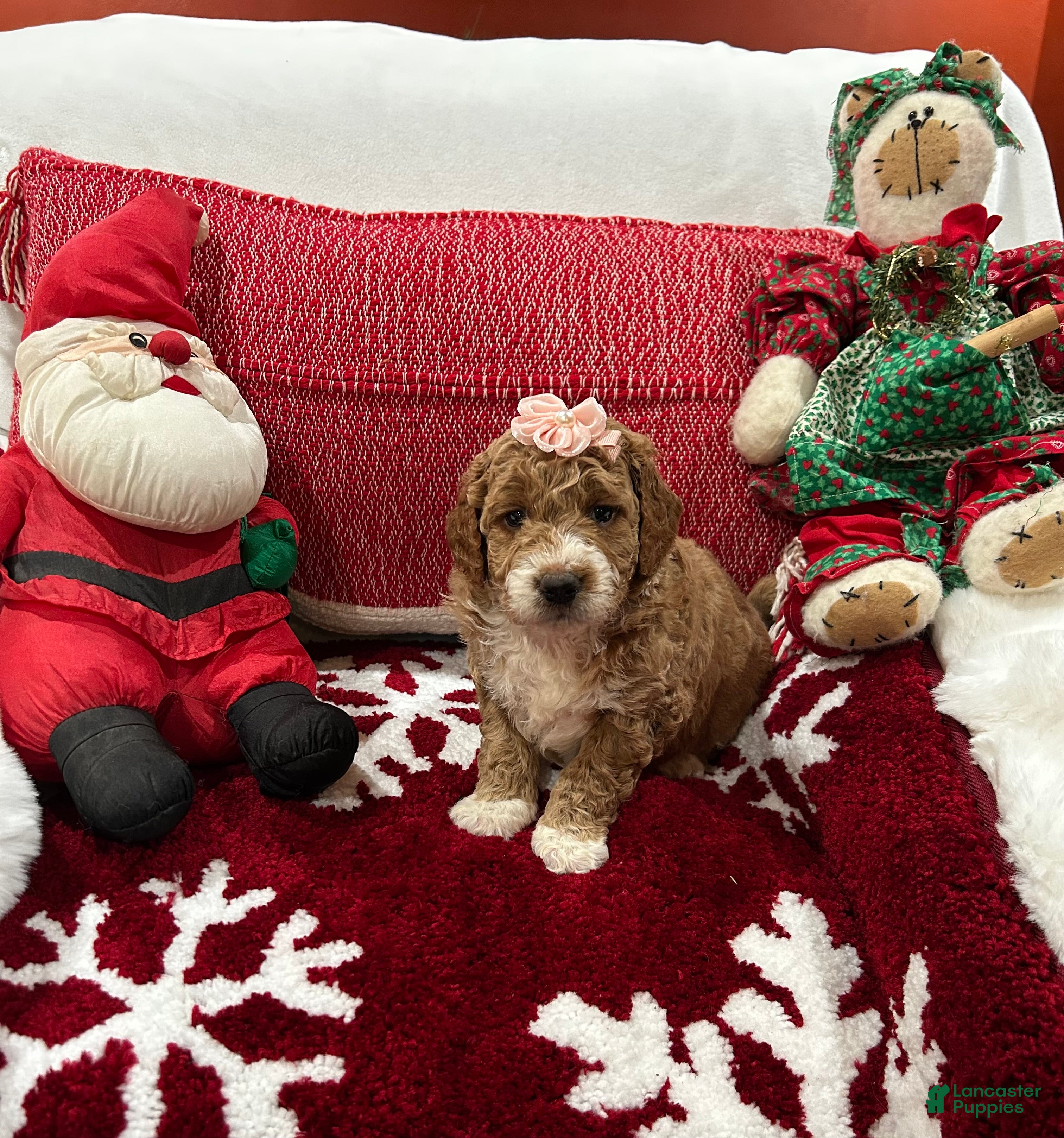 Mini Goldendoodle dogs Mini Goldendoodle Beauty - Ad 2