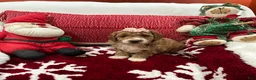 Mini Goldendoodle dogs for sale: Mini Goldendoodle Beauty - Ad 2