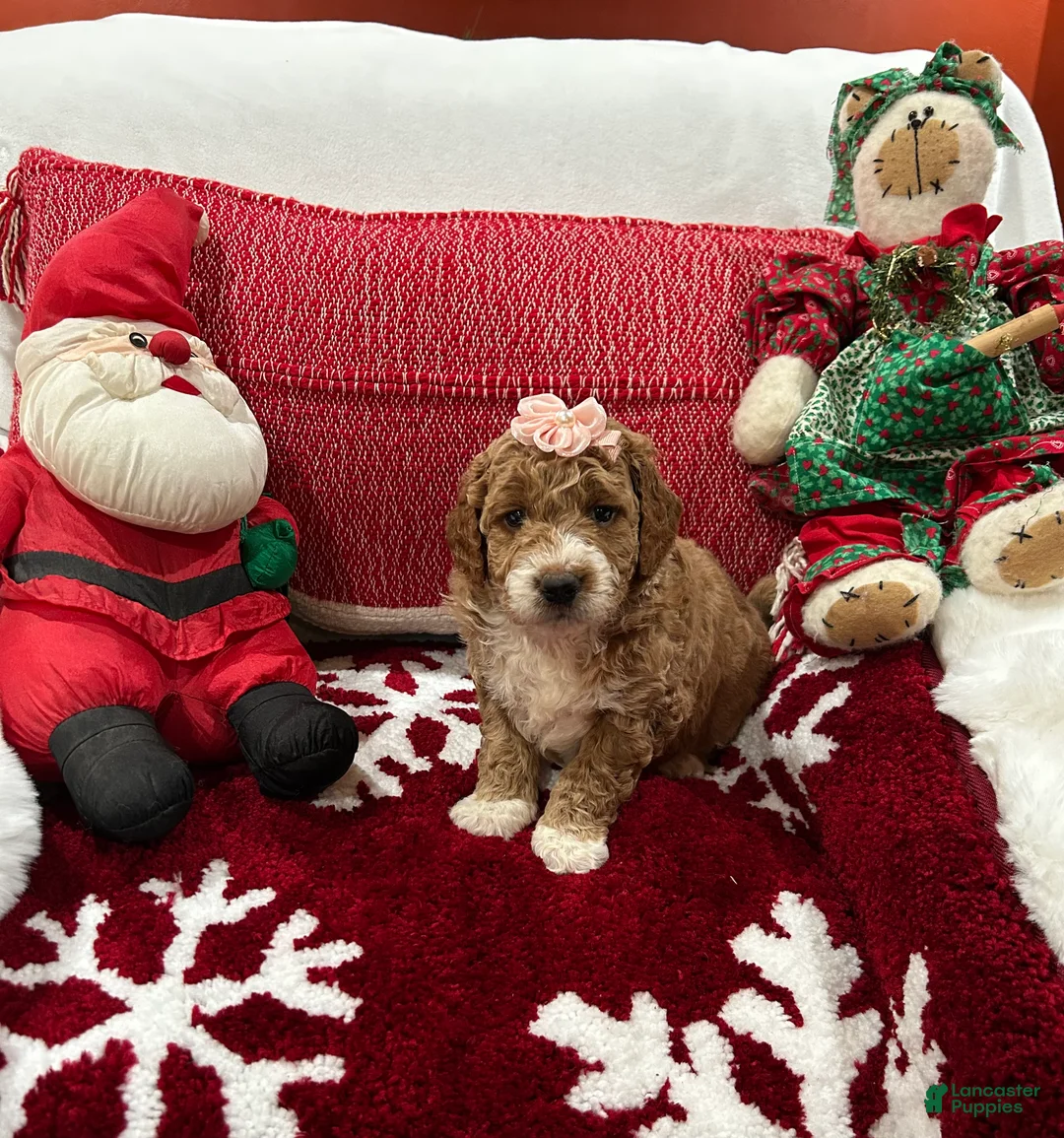 Mini Goldendoodle dogs for sale: Mini Goldendoodle Beauty - Ad 2