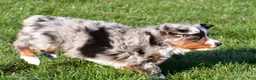 Miniature Australian Shepherd dogs for sale: Andre - Ad 12
