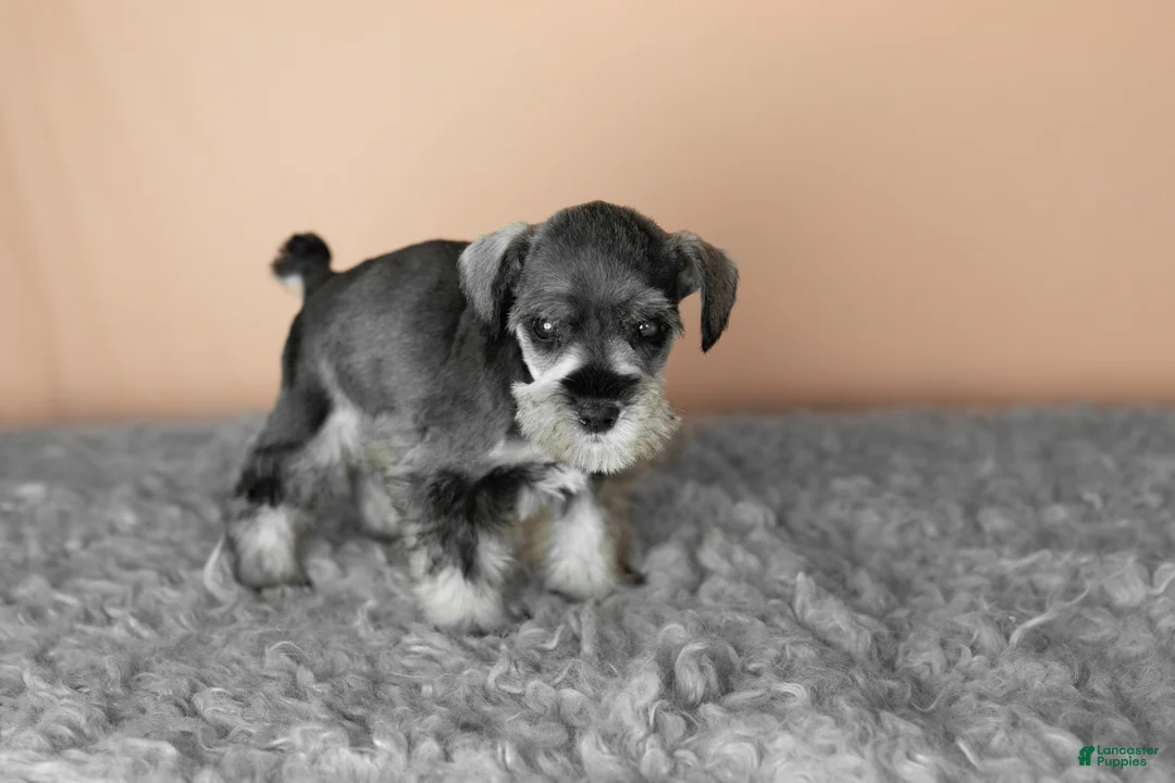 Miniature Schnauzer dogs for sale: Susie - Ad 5