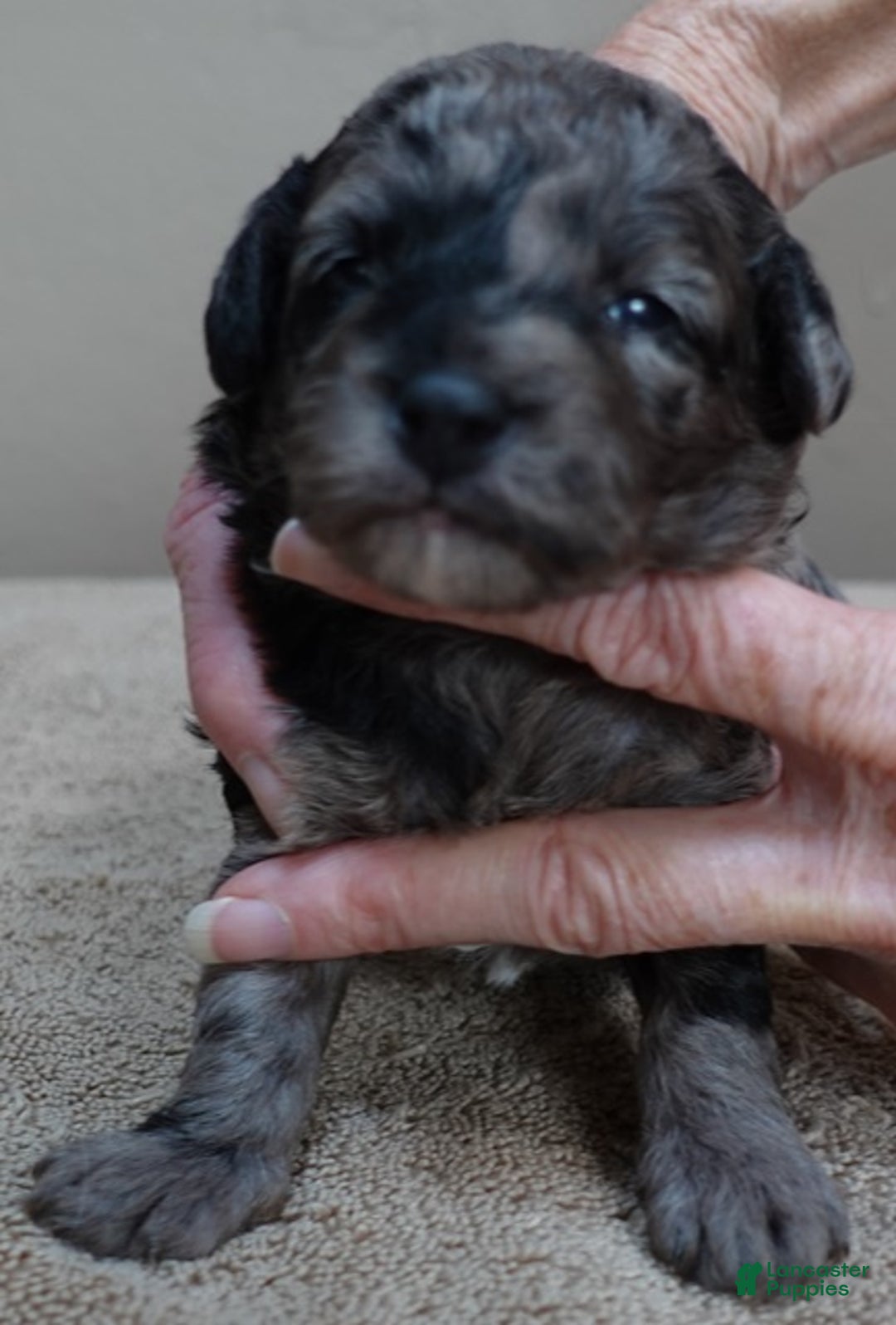 Toy Poodle dogs for sale: Millie - Ad 2