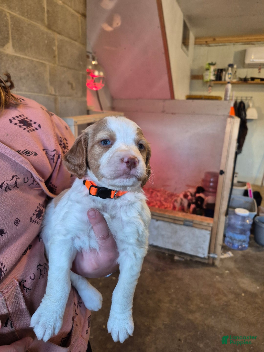 Brittany Spaniel dogs for sale: Donald - Ad 3