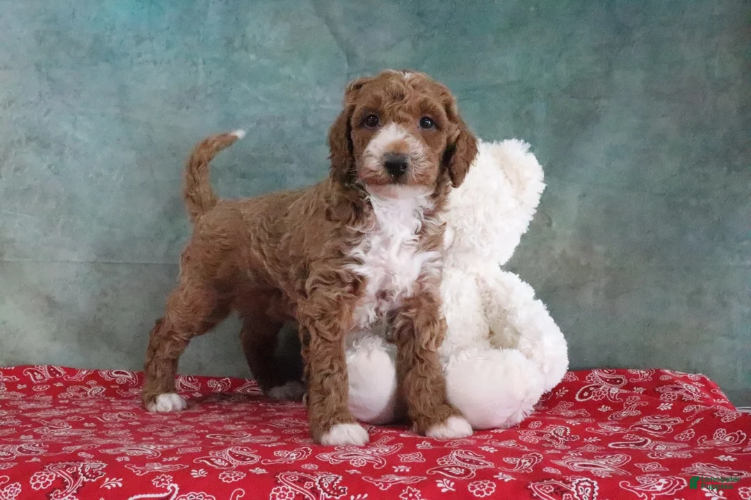 Mini Goldendoodle dogs for sale: Sillas - Ad 2