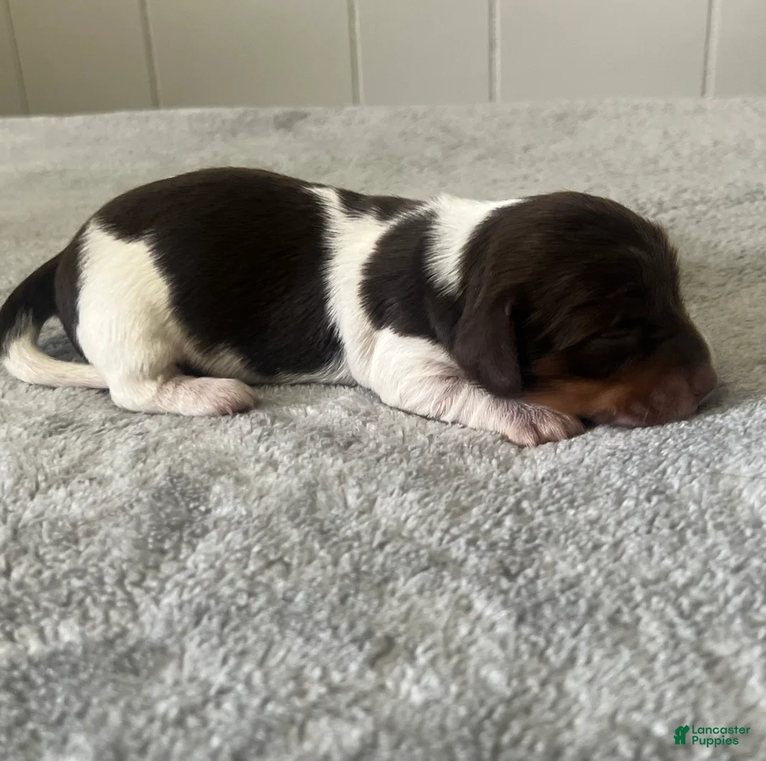 Miniature Dachshund dogs for sale: Miniature Dachshund 4 - Ad 2