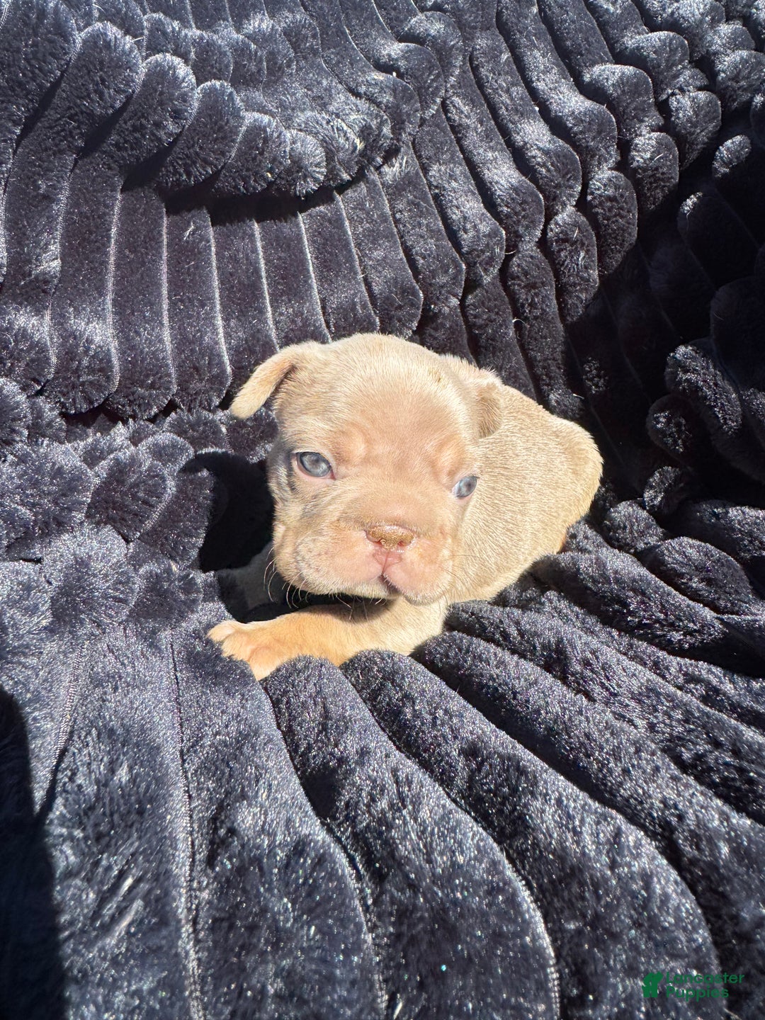 French Bulldog dogs for sale: French Bulldog Puppy 2 - Ad 7