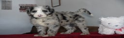 Sheepadoodle dogs for sale: Blaze - Ad 1
