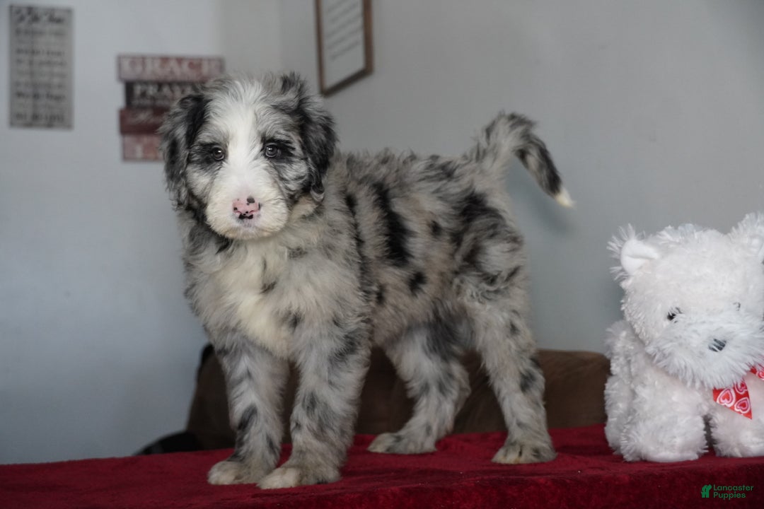 Sheepadoodle dogs for sale: Blaze - Ad 1