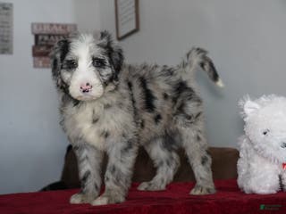 Sheepadoodle dogs Blaze - Ad 13