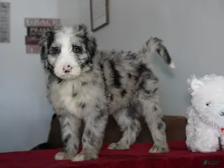 Sheepadoodle dogs Blaze - Ad 29