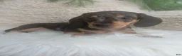 Dachshund dogs for sale: Macy - Ad 3