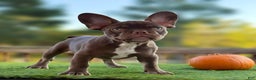 French Bulldog dogs for sale: Bocky  - Ad 1