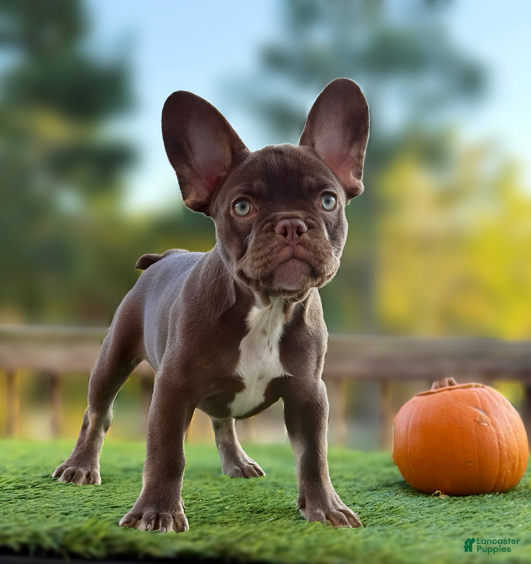 French Bulldog dogs for sale: Bocky  - Ad 1