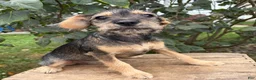 Schnoodle dogs for sale: Tilly - Ad 3