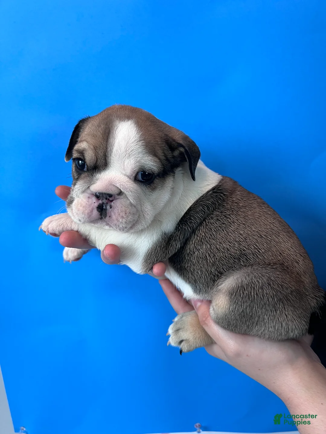 English Bulldog dogs for sale: Butch (Sable) - Ad 2